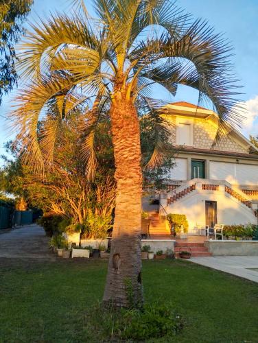 un palmier devant une maison dans l'établissement La Belle Époque du Sud - lumineux et authentique, à La Colle-sur-Loup