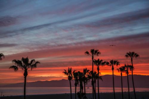 STAY OPEN Venice Beach photo 7