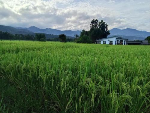 Příroda nedaleko vily