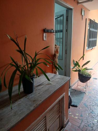 two potted plants sitting on a counter in a room at Samsarah House in Sao Paulo