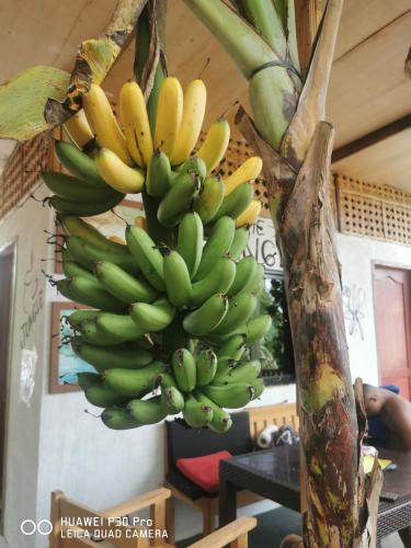 Ảnh trong thư viện ảnh của Jungle ở San Francisco