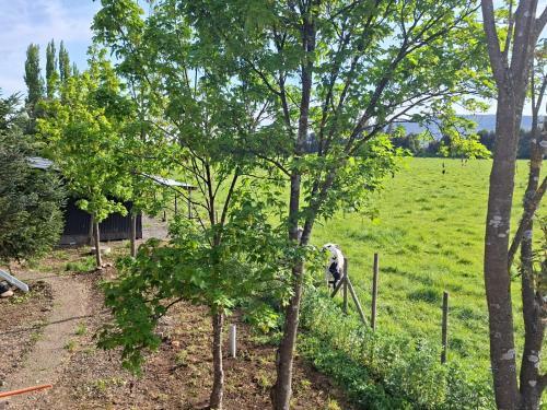een geit in een veld naast een hek bij ZOE LODGE in Renaico