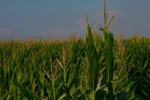 a field of corn with a blue sky in the background at Il Silos in Maccarese
