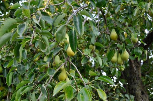 a tree filled with lots of mangoes hanging from it at Le Macine Relais in Cairo Montenotte