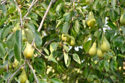 a tree with lots of green fruit on it at Le Macine Relais in Cairo Montenotte