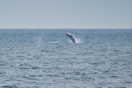 a dolphin in the middle of the ocean at Jardines del mar in Santa Elena