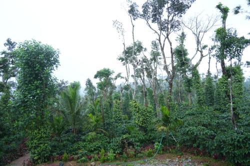 Fotografie z fotogalerie ubytování Coffee hills Homestay- near etthina buja, devaramane, bettadhabiraveshvara temple v destinaci Mudigere