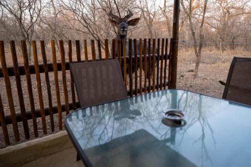 a glass table with a deer behind a fence at NIANI HYENA chalet in Hoedspruit