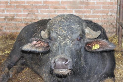 a large black cow laying in the grass at Società Agricola F.lli Angelucci in Cannara