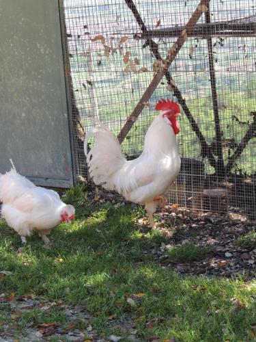 two white chickens standing in the grass near a fence at Società Agricola F.lli Angelucci in Cannara