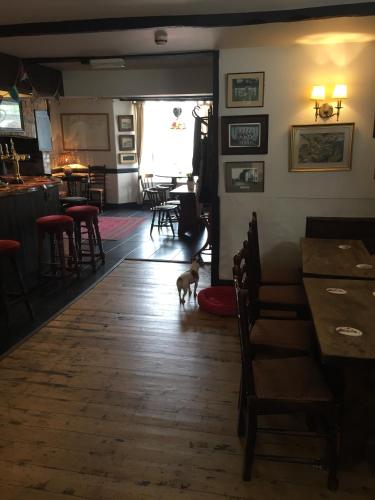 a dog is standing in the middle of a room at Red Lion Inn in Sidbury