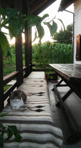a cat laying on a rug on a wooden bench at Agropensiunea Ioana in Suceava