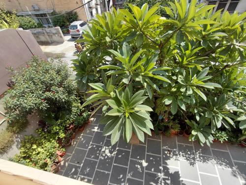 a garden with green plants and trees on a sidewalk at CityStays by Rajat in Jaipur