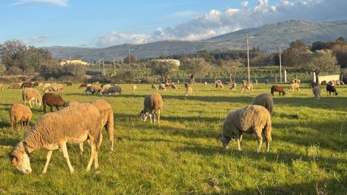 un troupeau d'ovins herbivores dans l'établissement Casas Matias Nature - Boutique Mountain Houses com Pequeno-Almoço Continental - Serra da Estrela, Seia, à Carragozela