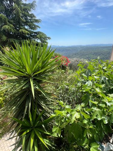 a group of plants in a garden with a view at Gîte Le Figuier de Saint Ce Jardinet Terrasse Vue in Saint-Cézaire-sur-Siagne