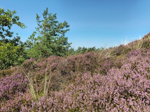 a field of purple flowers on a hill with trees at 10 person holiday home in Rømø in Toftum