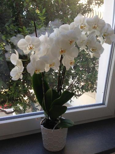 a white plant in a vase in front of a window at Hotel Victoria Place in Anacapri