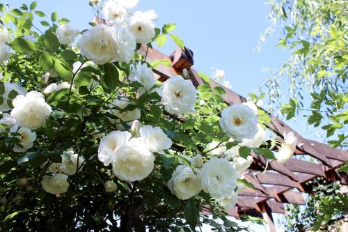 a tree with white flowers in front of a house at Garden House in Timişoara