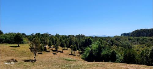 a field with trees on the side of a hill at Casa de campo chiloe pugueñun ancud in Ancud