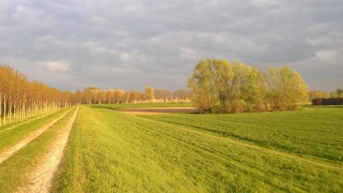 a dirt road in a green field with trees at La Casa nel Borgo in Piadena