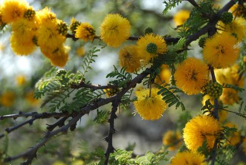 a bunch of yellow flowers on a tree branch at Lavanda y Romero in Villa Yacanto
