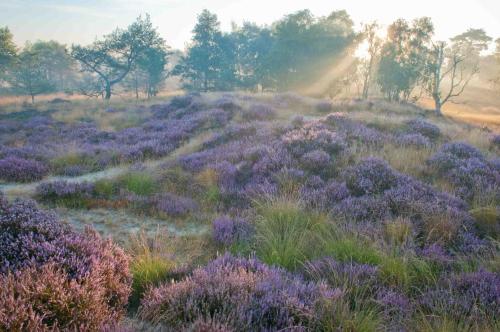 a field of lavender with the sun in the background at Landhuisjes Bij De Wouterbron in Oudsbergen 