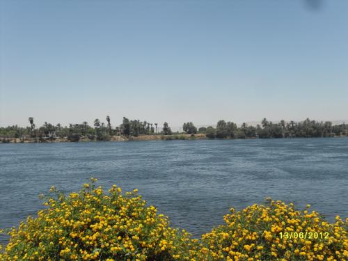 a view of a river with yellow flowers at Villa Diletta Luxor in Luxor