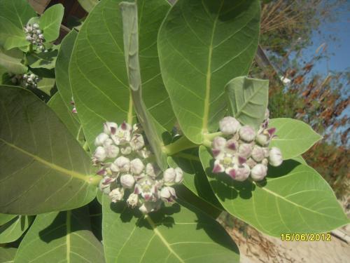 a bunch of white and pink flowers on a tree at Villa Diletta Luxor in Luxor