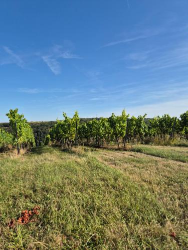 a field of grass with trees in the background at Tinyhaus Wolkenlos Familie Hamdorf in Bad Sulza