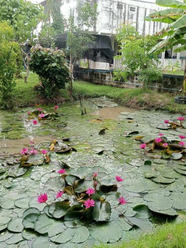 Ban Muang (1)にあるบ้านเพื่อนโฮมสเตย์のピンクの花とユリの池