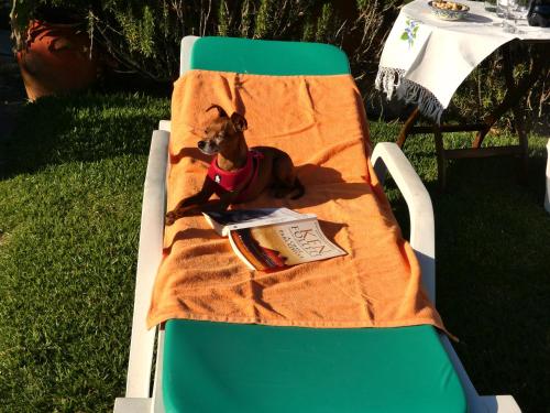 ein kleiner Hund sitzt auf einem Strandkorb in der Unterkunft Casa da Bonança Ofir in Fão