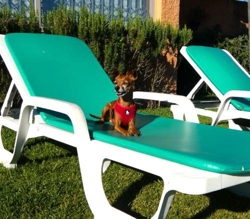 フンにあるCasa da Bonança Ofirの2脚の椅子の隣の椅子に座っている犬