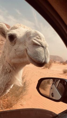 DisahにあるNomads Heavenの車の窓の外を見ているラクダ