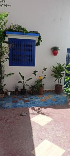 a wall with potted plants and a blue window at Dar Mobarak in Oualidia