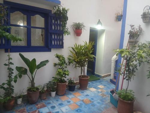 a bunch of potted plants on a wall with a door at Dar Mobarak in Oualidia