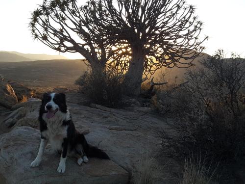 a black and white dog sitting on a rock at Sperrgebiet Lodge in Springbok