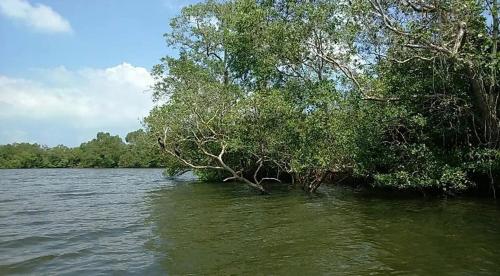 Příroda nedaleko vily