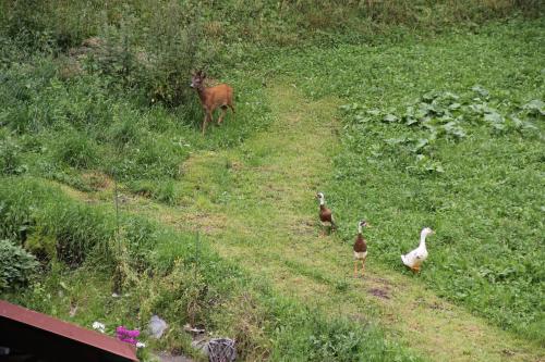 three ducks and a deer in a field of grass at Haus am Rain in Partenen