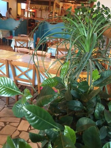 a bunch of plants in a room with tables and chairs at Samaria in Agia Roumeli