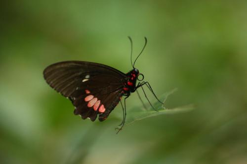 a black butterfly is sitting on a plant at The Lodge & Spa at Pico Bonito in El Pino