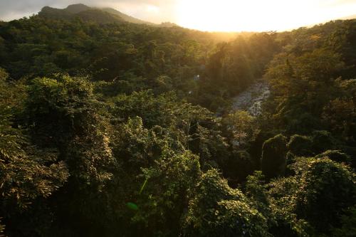 a view of a forest with the sun shining through the trees at The Lodge & Spa at Pico Bonito in El Pino