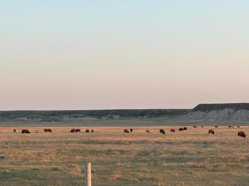 a herd of animals grazing in a field at Buffalo Drift Tiny Home in Interior