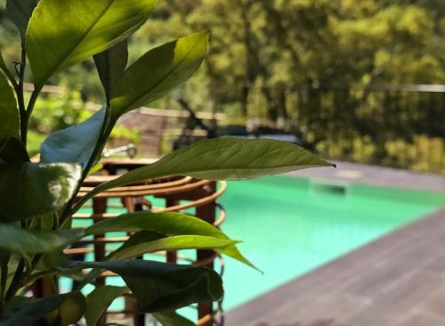 a green plant sitting next to a swimming pool at Adcasinha em Arganil in Adcasal