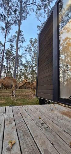 KanighanにあるHidden Camp's Tiny House by Tiny Awayの草の上を歩く動物たちのいる家