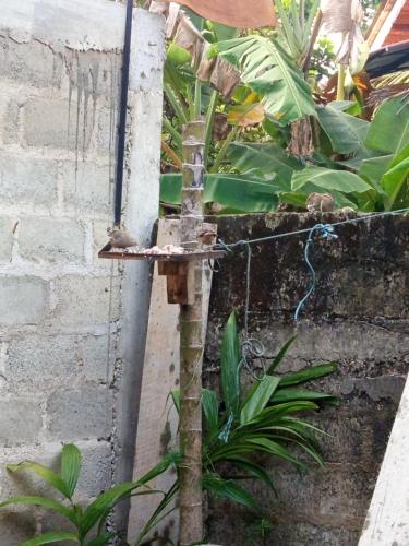an old water fountain in a garden with plants at Wooden House Mirissa in Mirissa