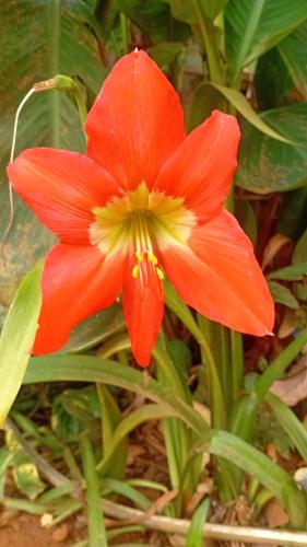 a red flower with a yellow center on a plant at O Paraíso Mar de Vênus in Fernando de Noronha
