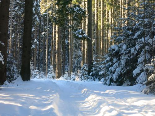 a path in a snowy forest with snow covered trees at Hotel Hirschenstein in Achslach