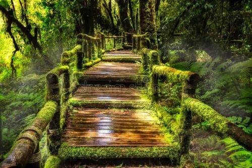 a wooden path in a forest with moss at test 4 in Jāmb