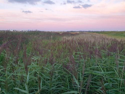 a field of tall grass with the sky in the background at Bright Family Cottage by Kelstrup Beach in Kelstrup Strand