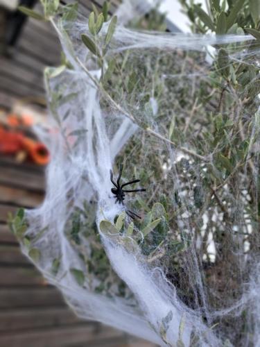 Una araña negra sentada encima de una planta. en Domeček Sára, en Mohelnice